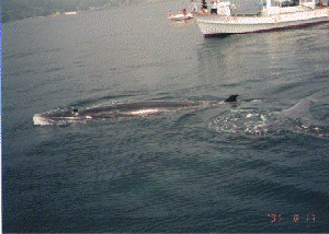 A Bryde's Whale