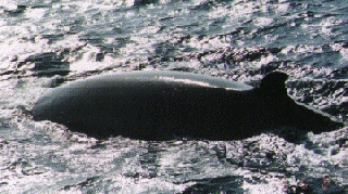 A Bryde's Whale