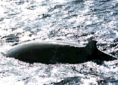 A Bryde's  Whale