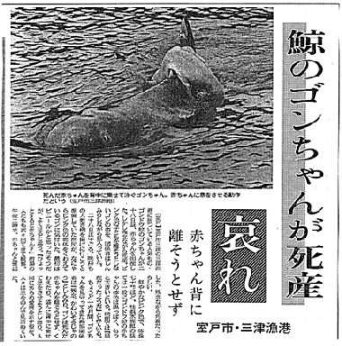 Kochi Newspaper
