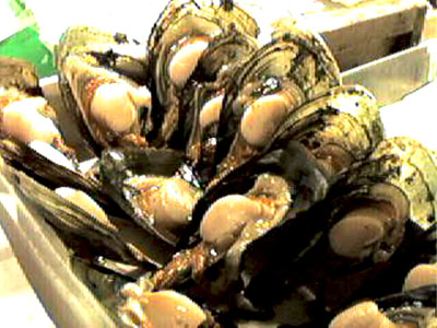 Picture of Big Clams