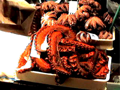 Picture of another octopus