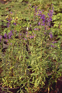 Garden Sage