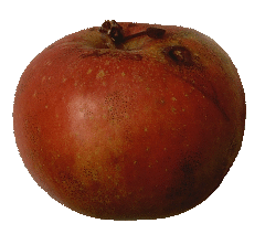 Blenheim Orange